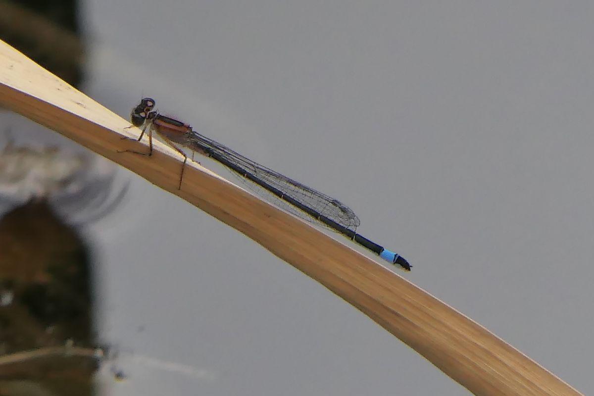 Ischnura elegans  - Fabio Angeli