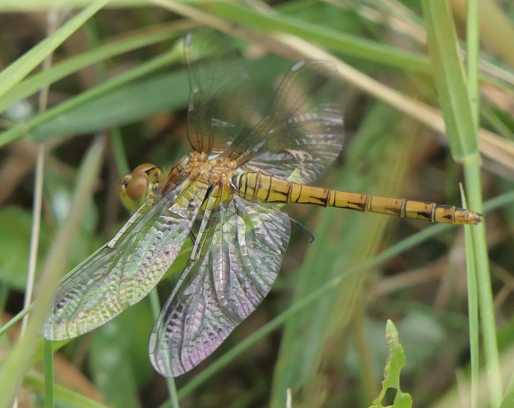 Sympetrum striolatum  - Fabio Angeli