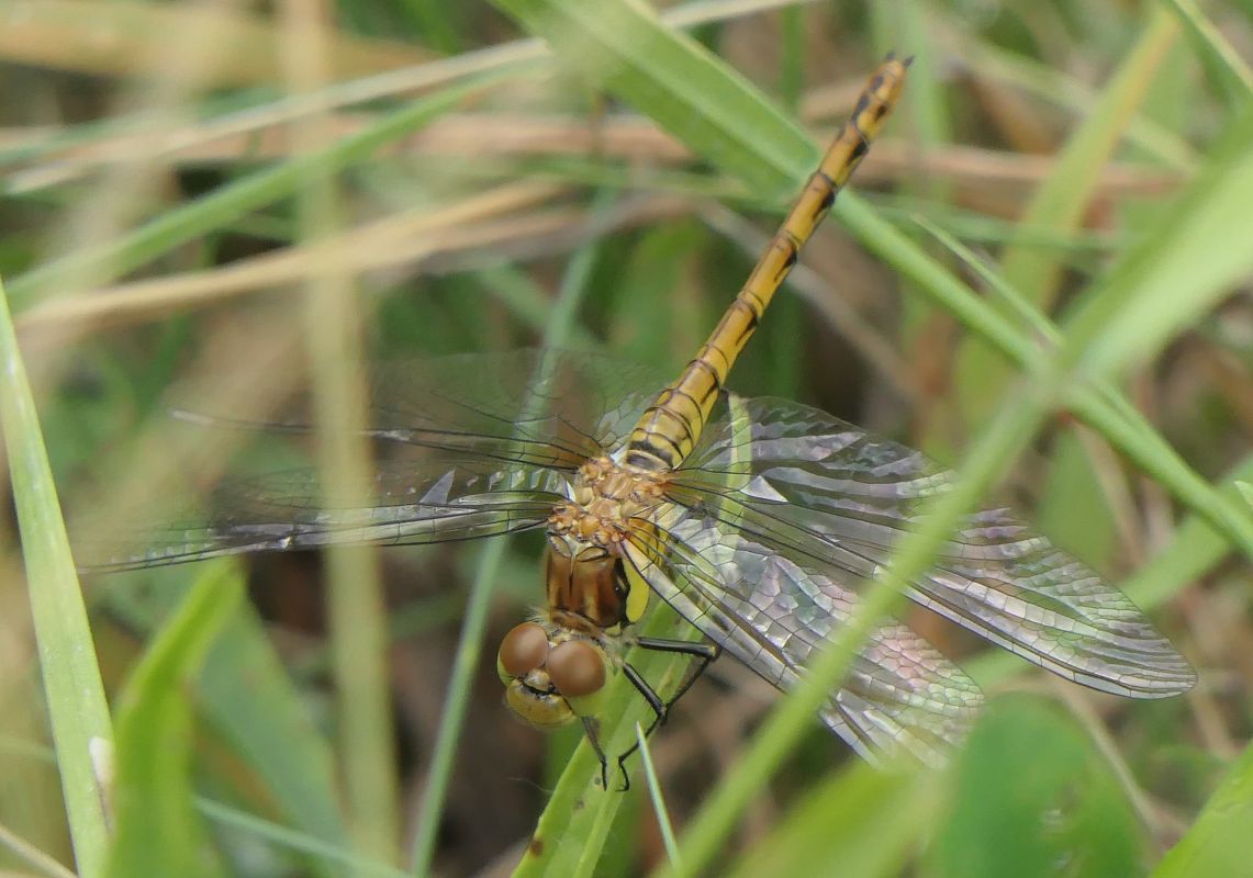 Sympetrum striolatum  - Fabio Angeli