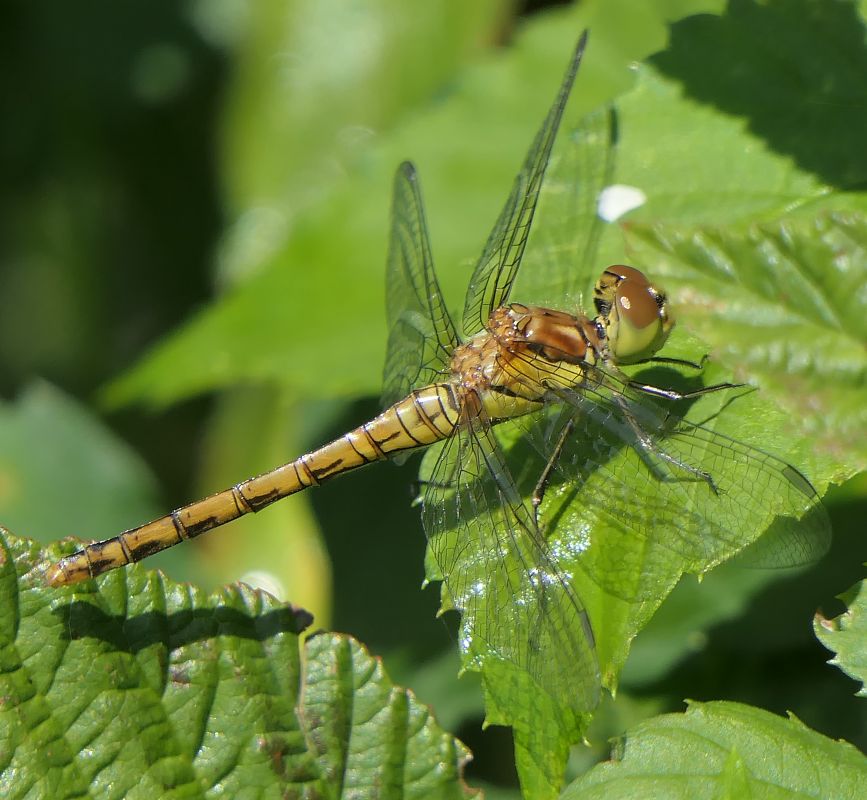Sympetrum striolatum  - Fabio Angeli
