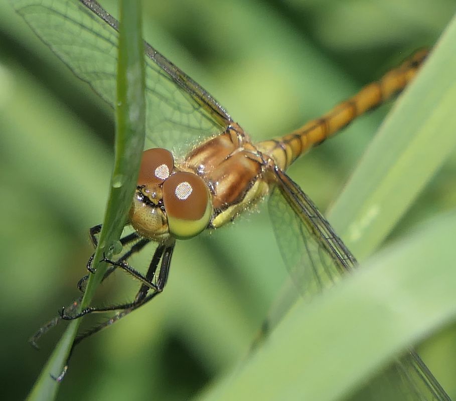 Sympetrum striolatum  - Fabio Angeli