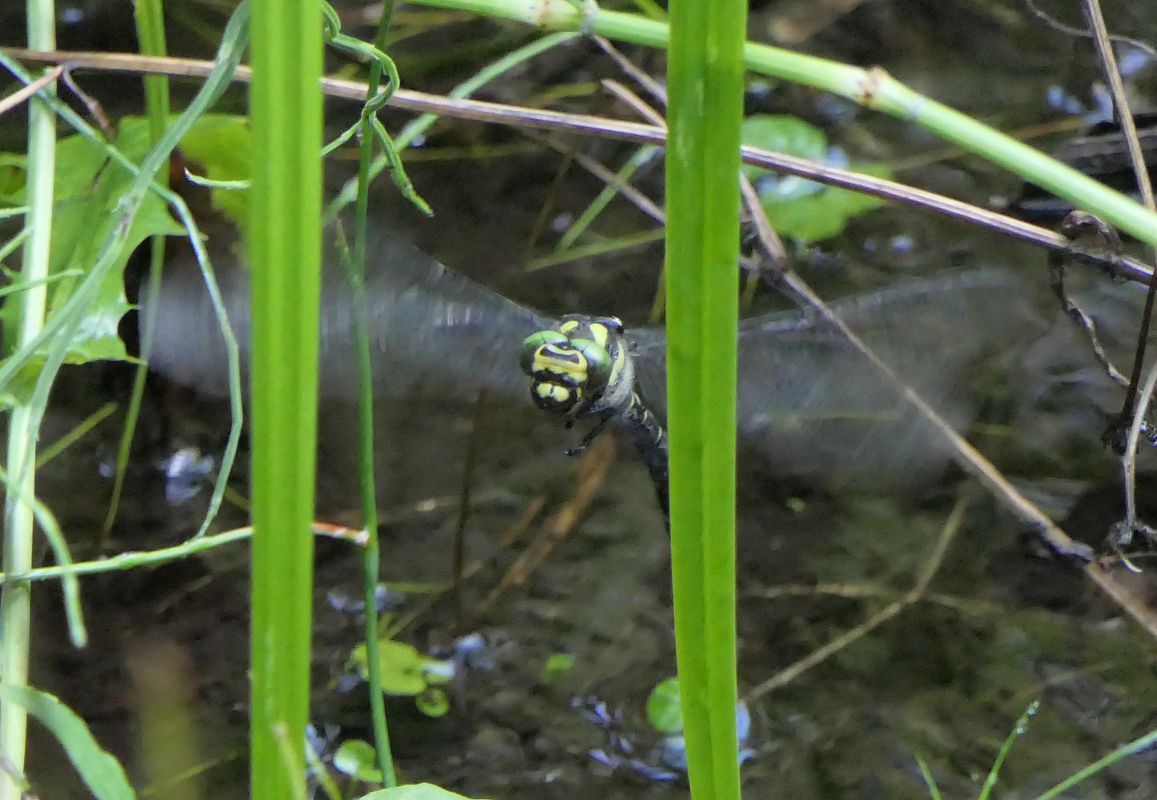 Cordulegaster bidentata  - Fabio Angeli