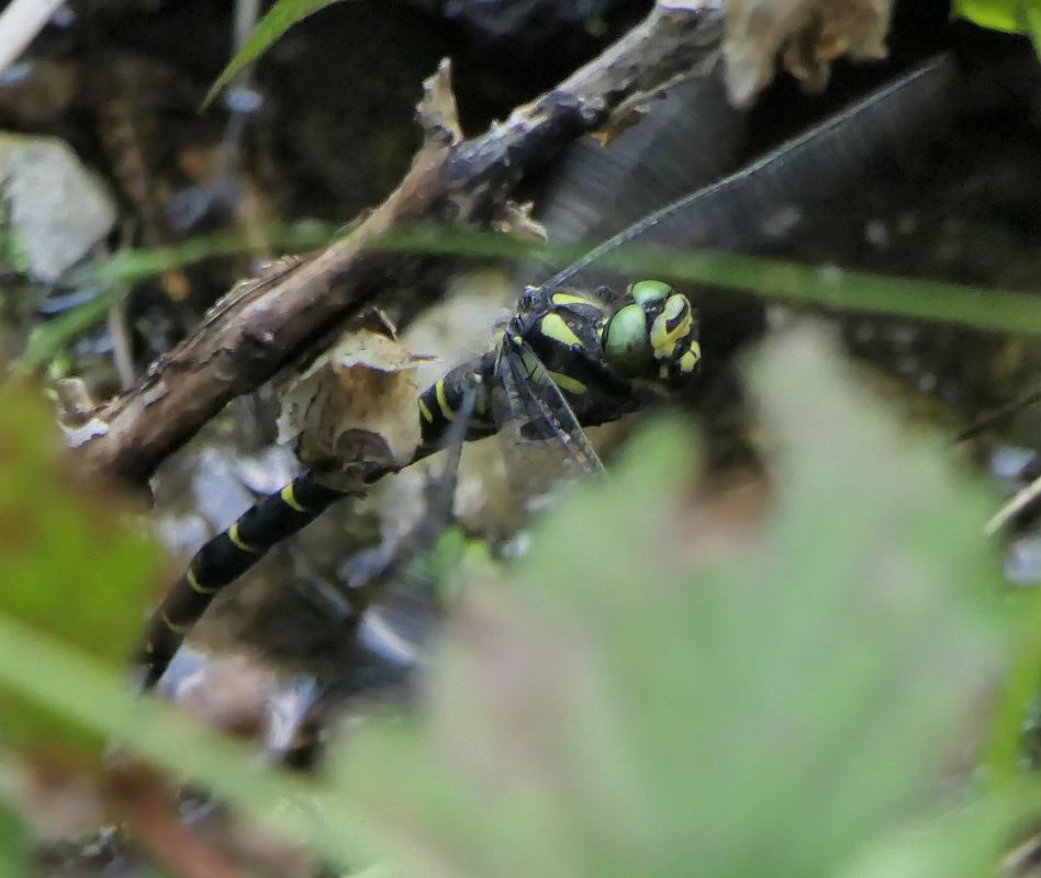 Cordulegaster bidentata  - Fabio Angeli