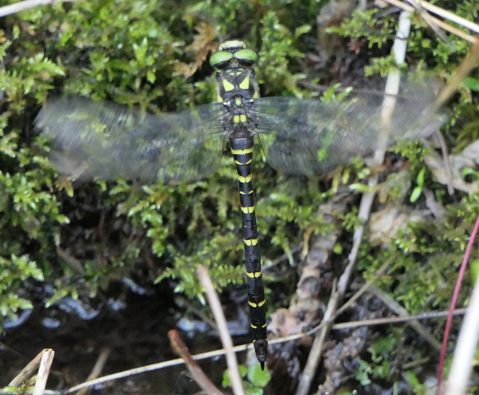 Cordulegaster bidentata  - Fabio Angeli