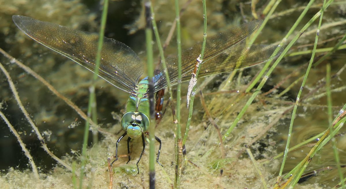 Anax imperator  - Fabio Angeli