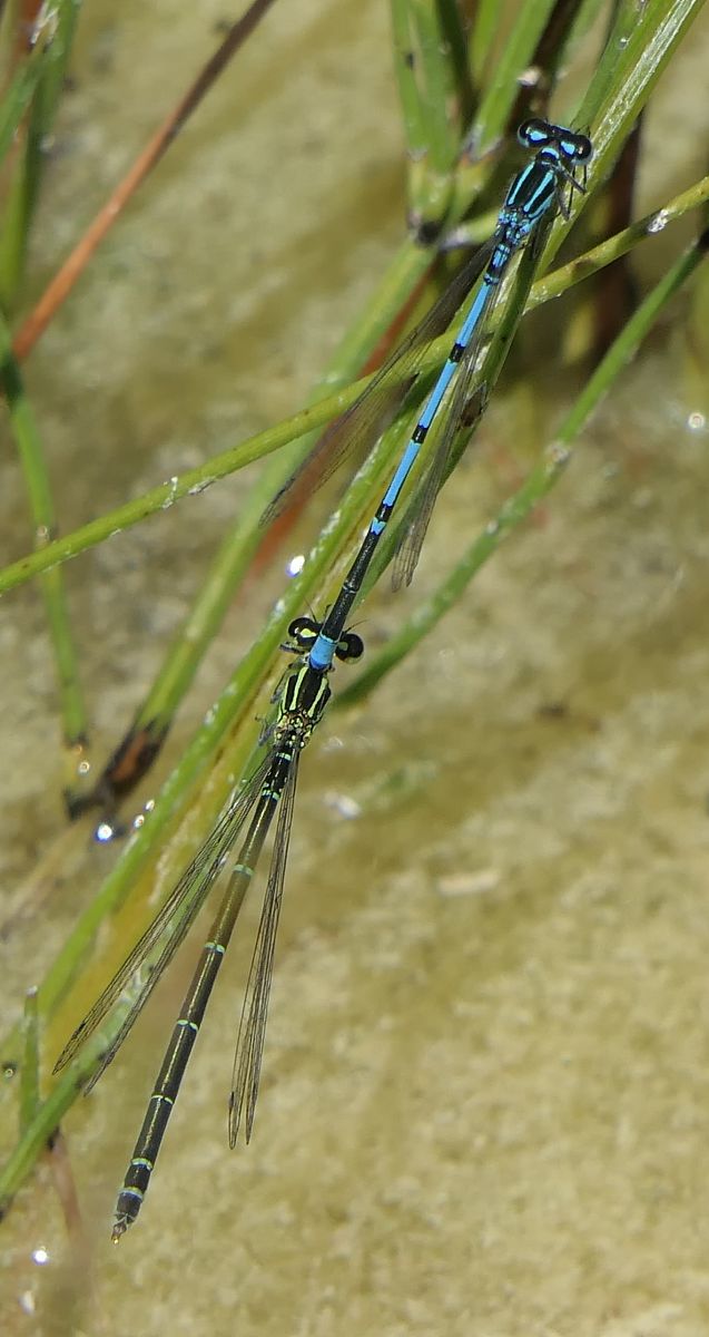 Coenagrion puella  - Fabio Angeli