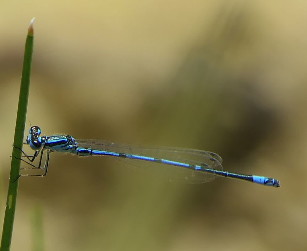 Azure Bluet  - Fabio Angeli