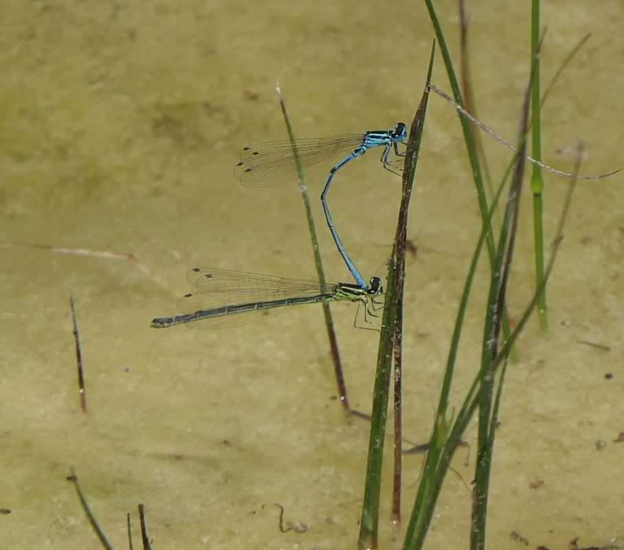 Coenagrion puella  - Fabio Angeli