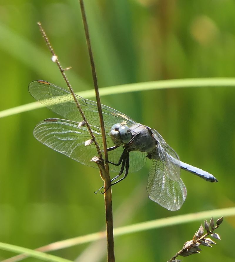 Orthetrum coerulescens  - Fabio Angeli