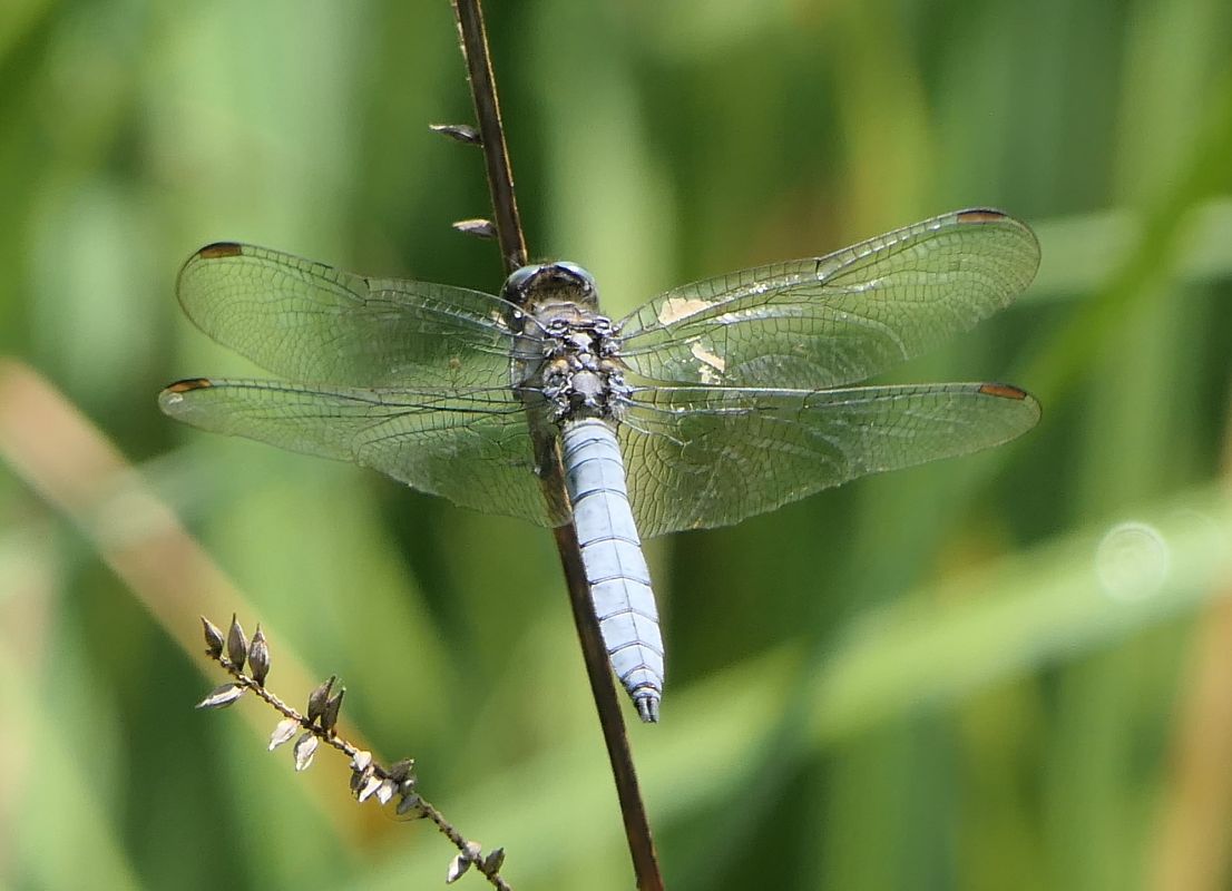 Orthetrum coerulescens  - Fabio Angeli