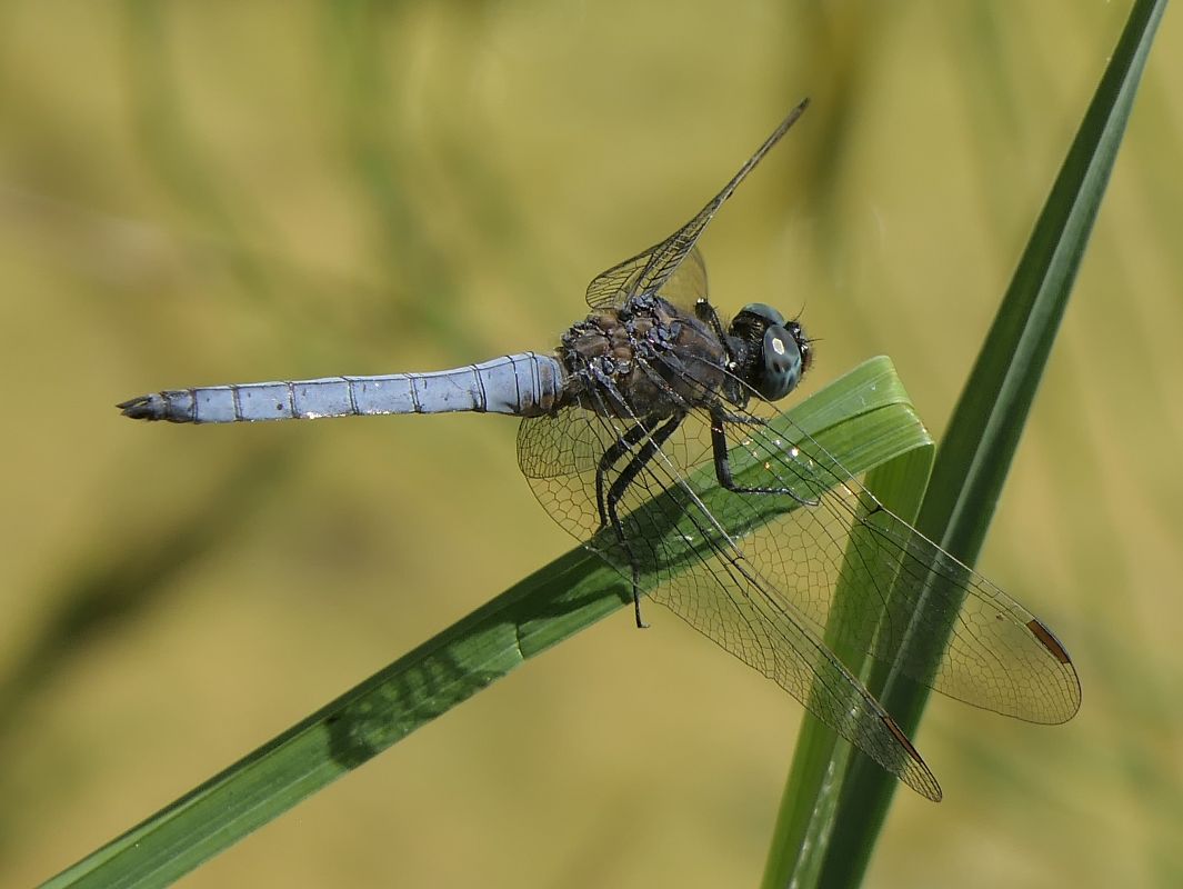 Orthetrum coerulescens  - Fabio Angeli