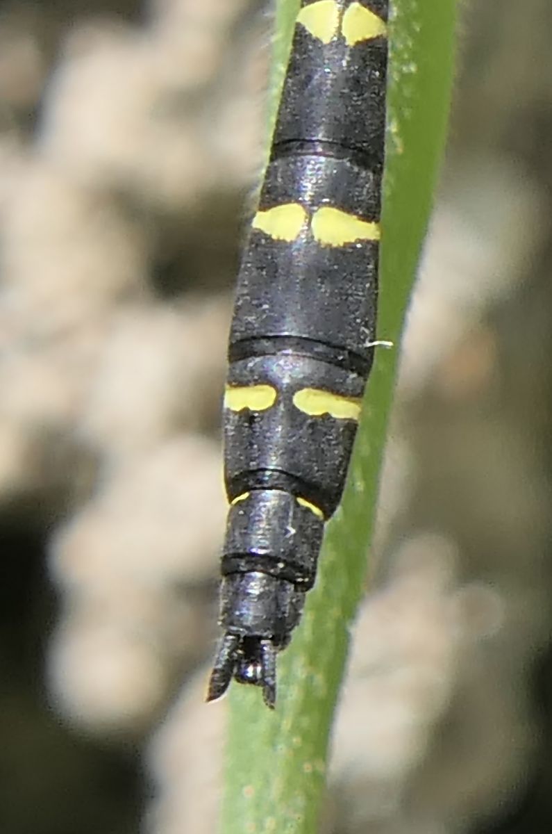 Cordulegaster bidentata  - Fabio Angeli