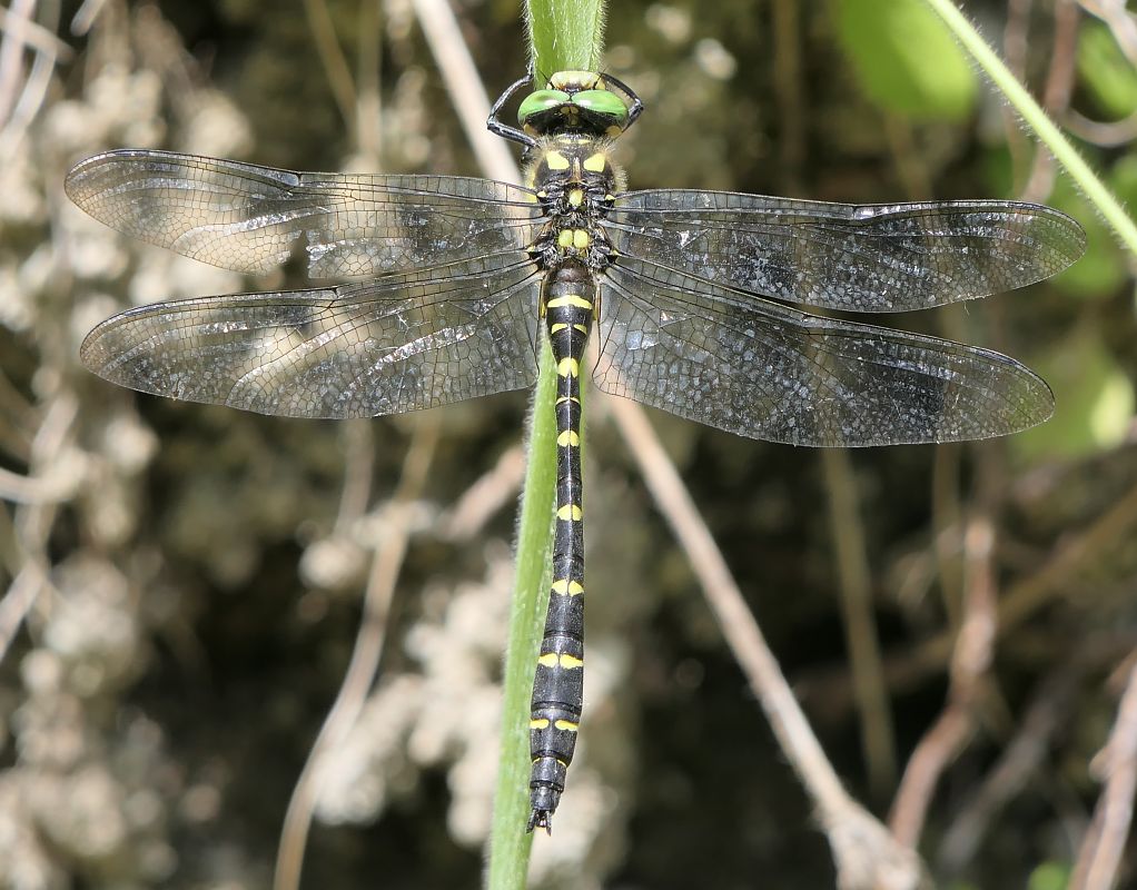 Cordulegaster bidentata  - Fabio Angeli