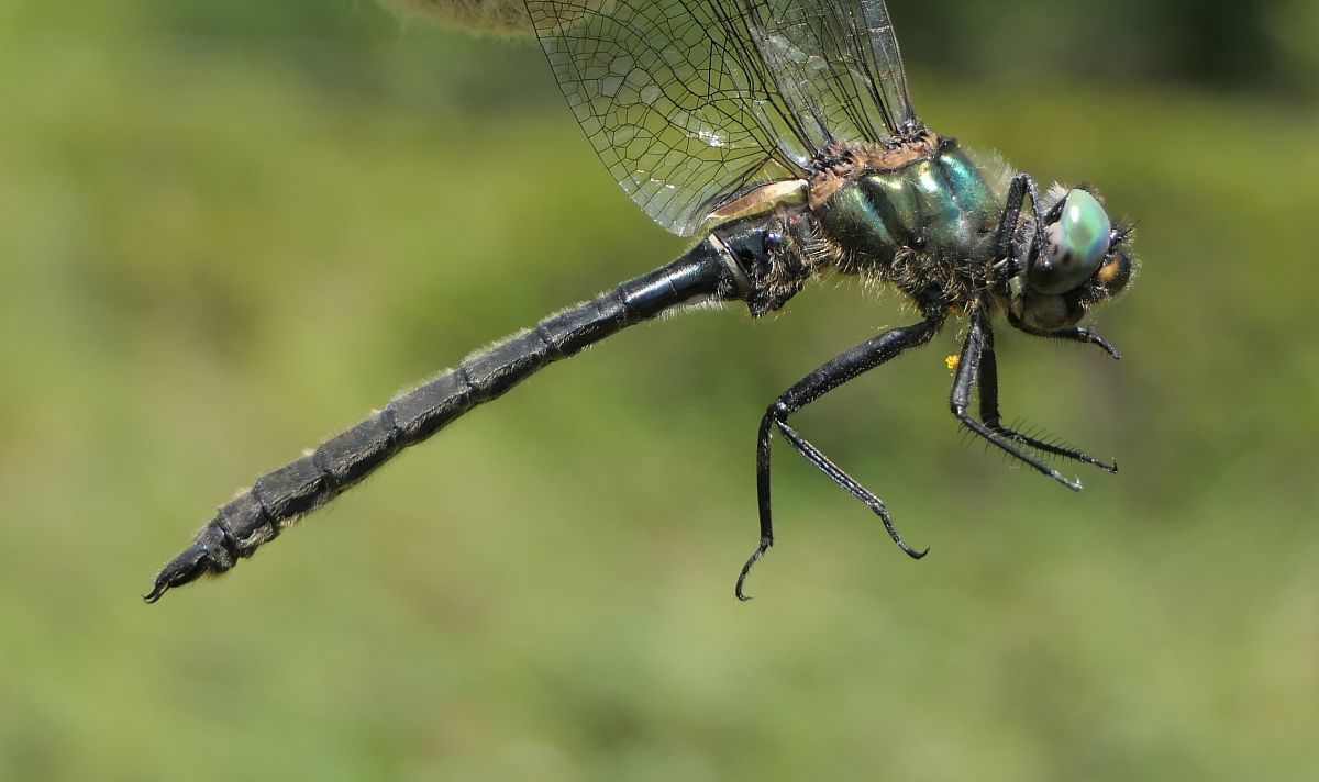 Somatochlora alpestris  - Fabio Angeli