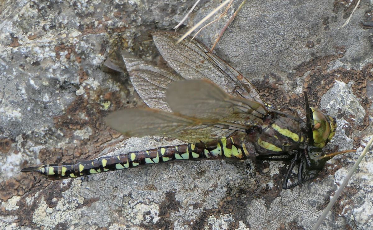 Aeshna juncea  - Fabio Angeli