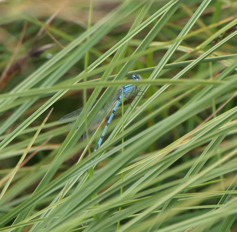 Enallagma cyathigerum  - Fabio Angeli