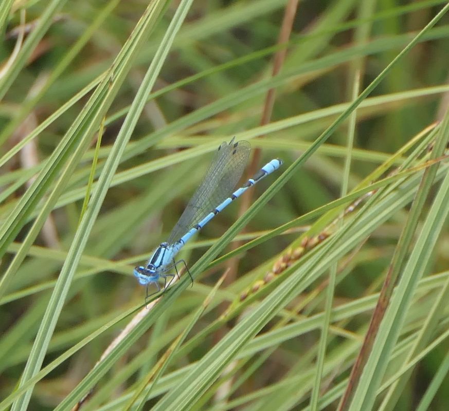 Enallagma cyathigerum  - Fabio Angeli