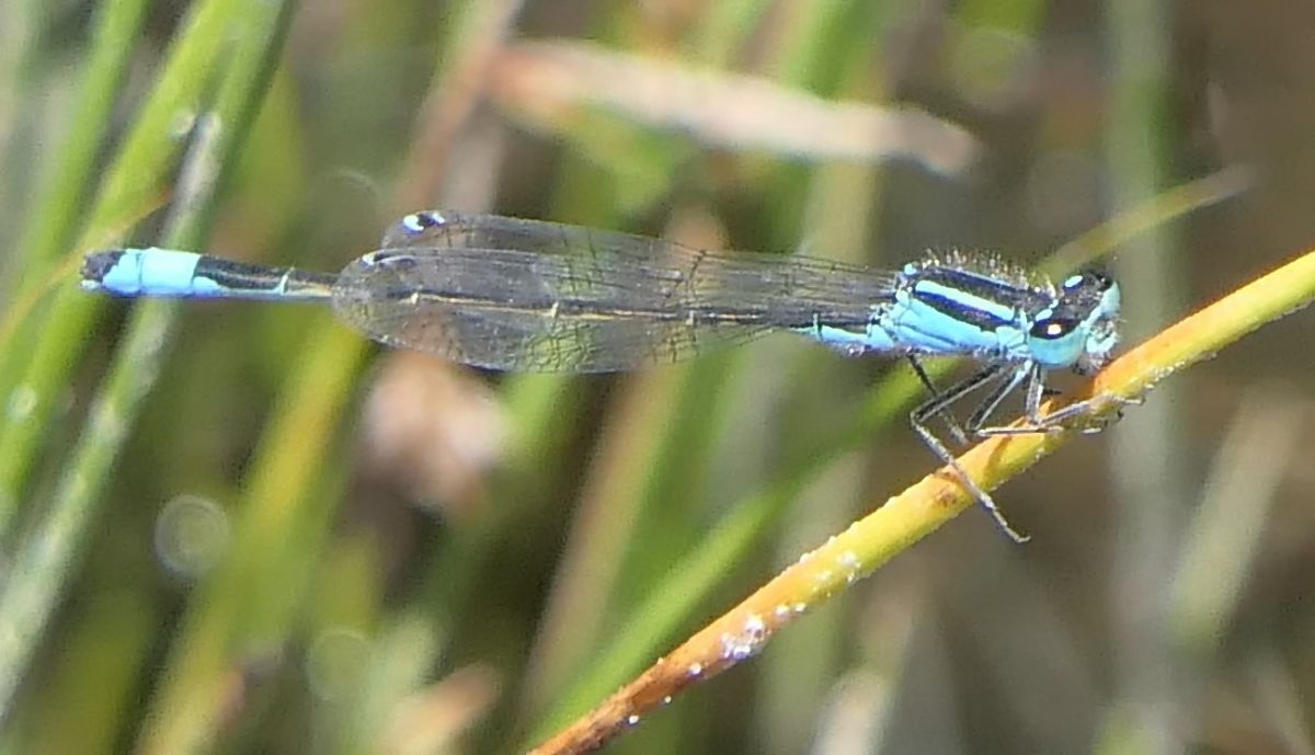Ischnura elegans  - Fabio Angeli