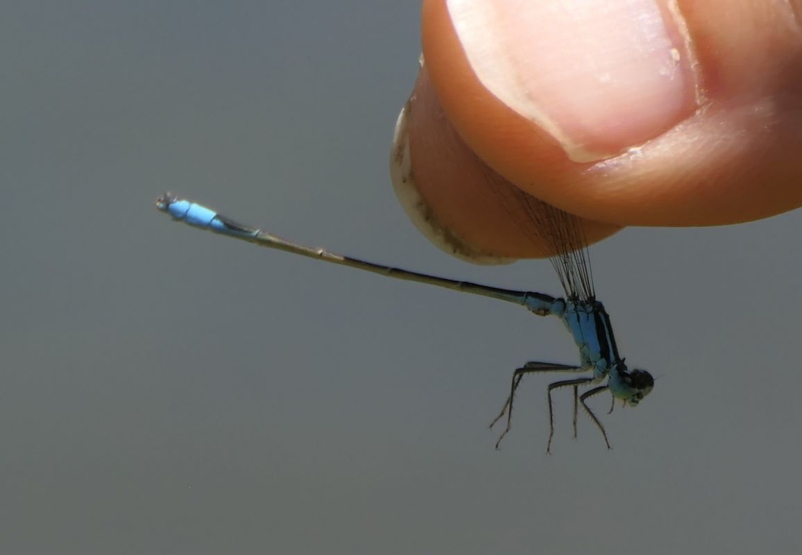 Ischnura elegans  - Fabio Angeli