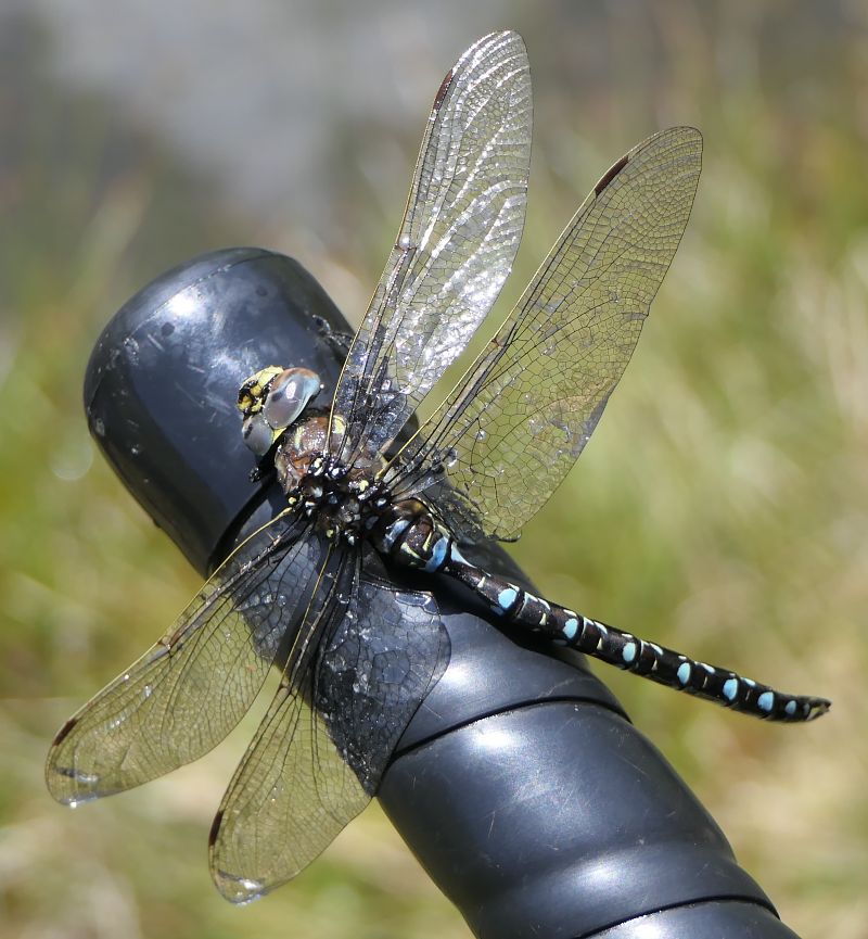 Aeshna juncea  - Fabio Angeli