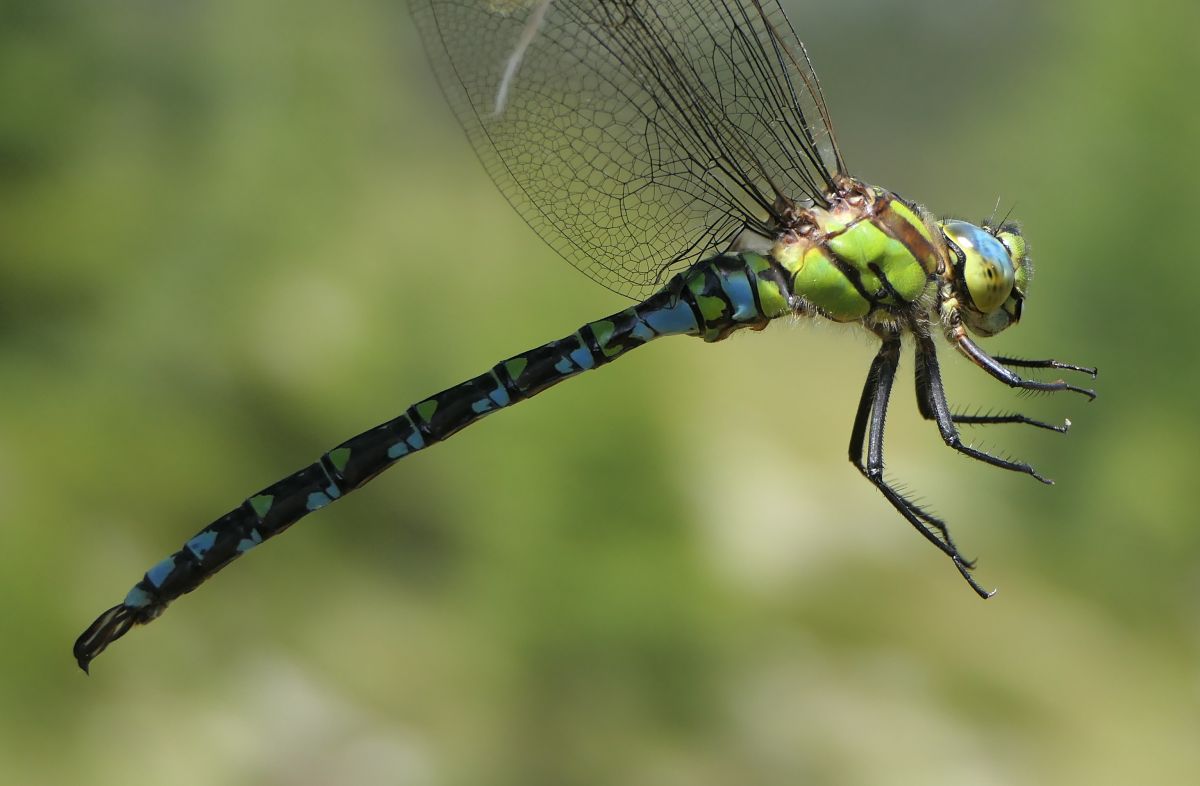 Aeshna cyanea  - Fabio Angeli