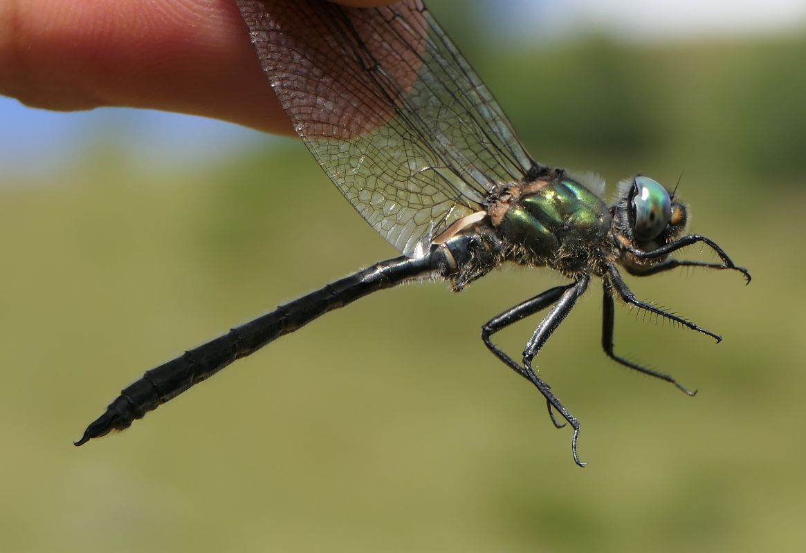 Somatochlora alpestris  - Fabio Angeli