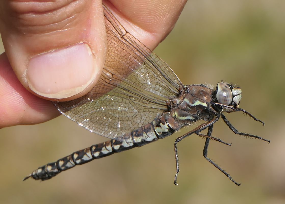 Aeshna caerulea  - Fabio Angeli