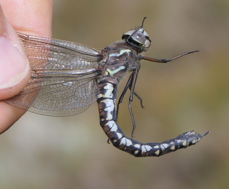 Aeshna caerulea  - Fabio Angeli