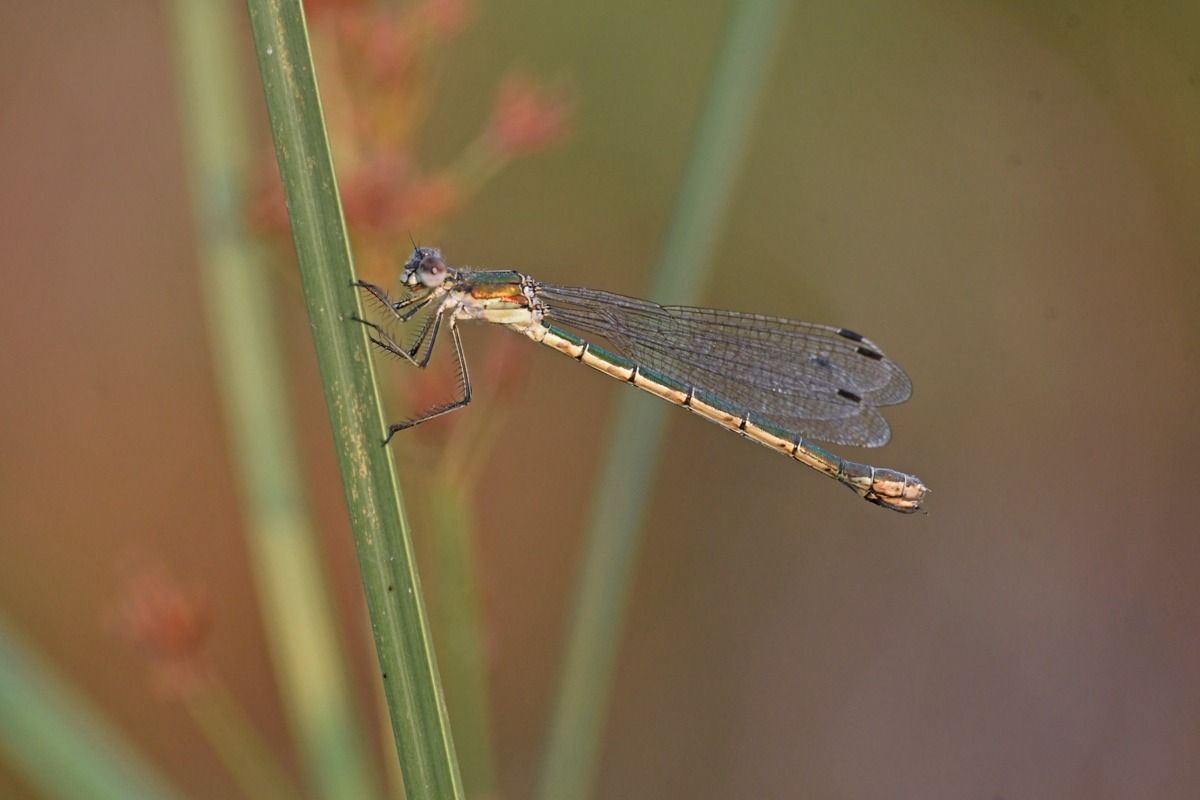 Lestes dryas  - Giovanni Fontanesi