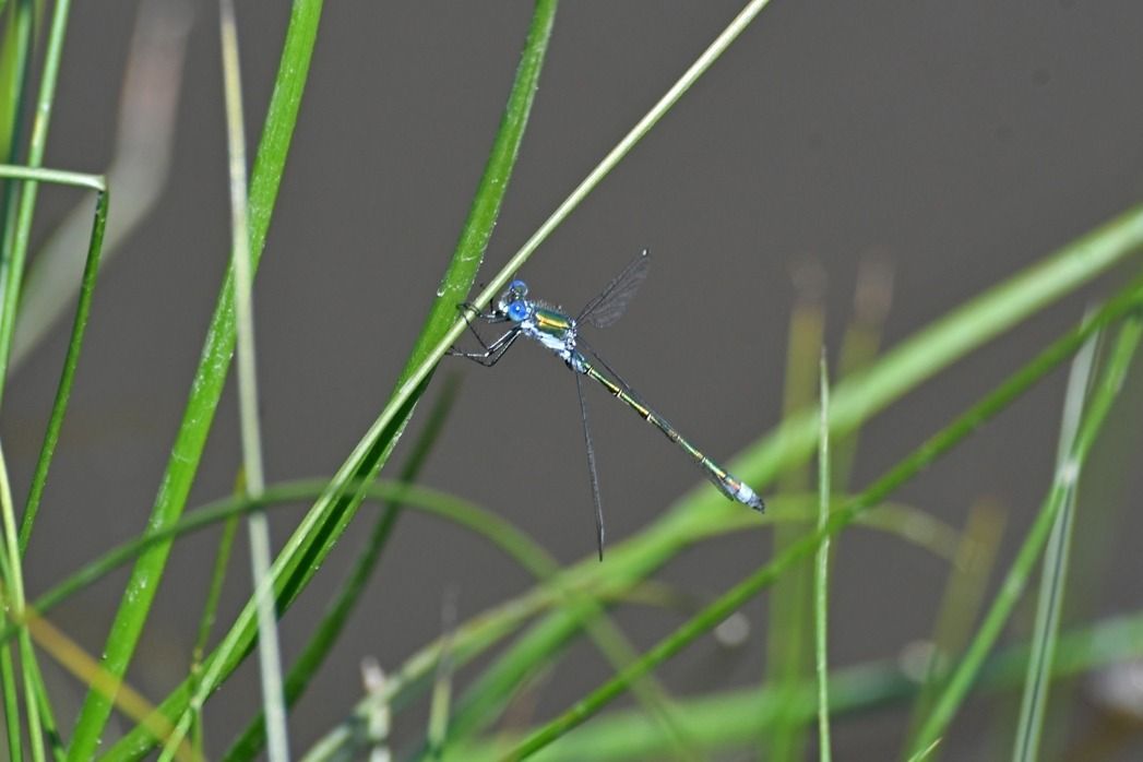 Lestes dryas  - Giovanni Fontanesi