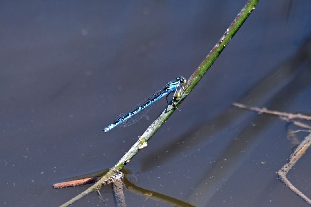 Enallagma cyathigerum  - Giovanni Fontanesi