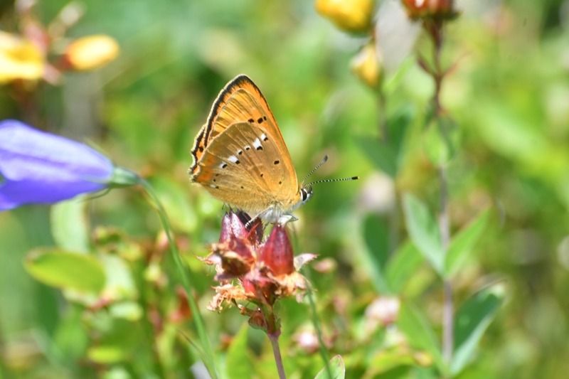 Lycaena virgaureae  - Giovanni Fontanesi