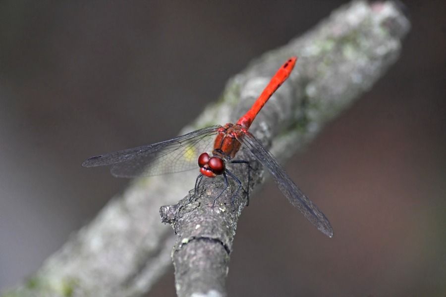 Sympetrum sanguineum  - Giovanni Fontanesi