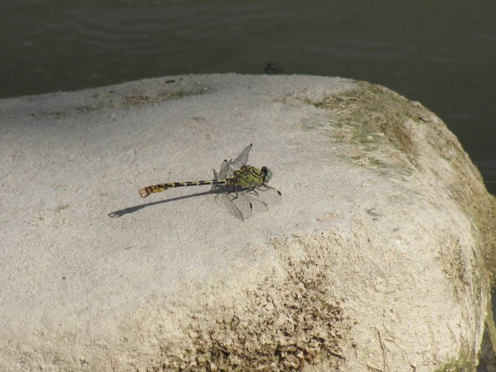 Onychogomphus forcipatus  - Carlo Ciani