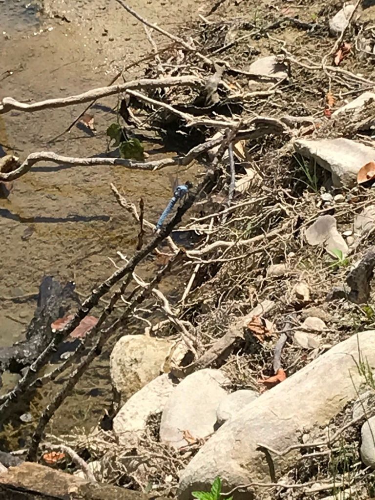 Orthetrum sp.  - Carlo Ciani