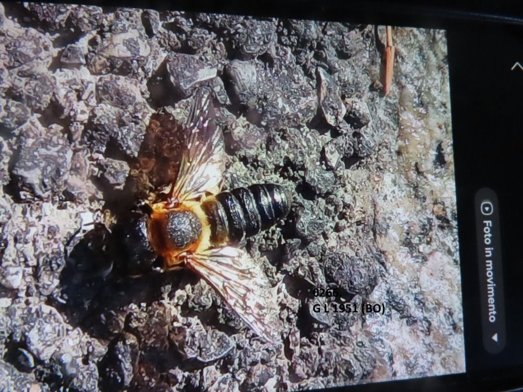 Megachile sculpturalis  - Giorgio Leoni