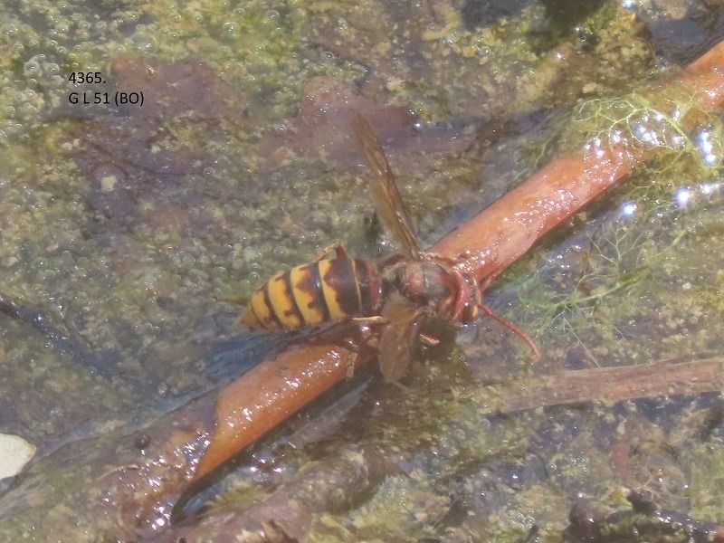 Vespa crabro  - Giorgio Leoni