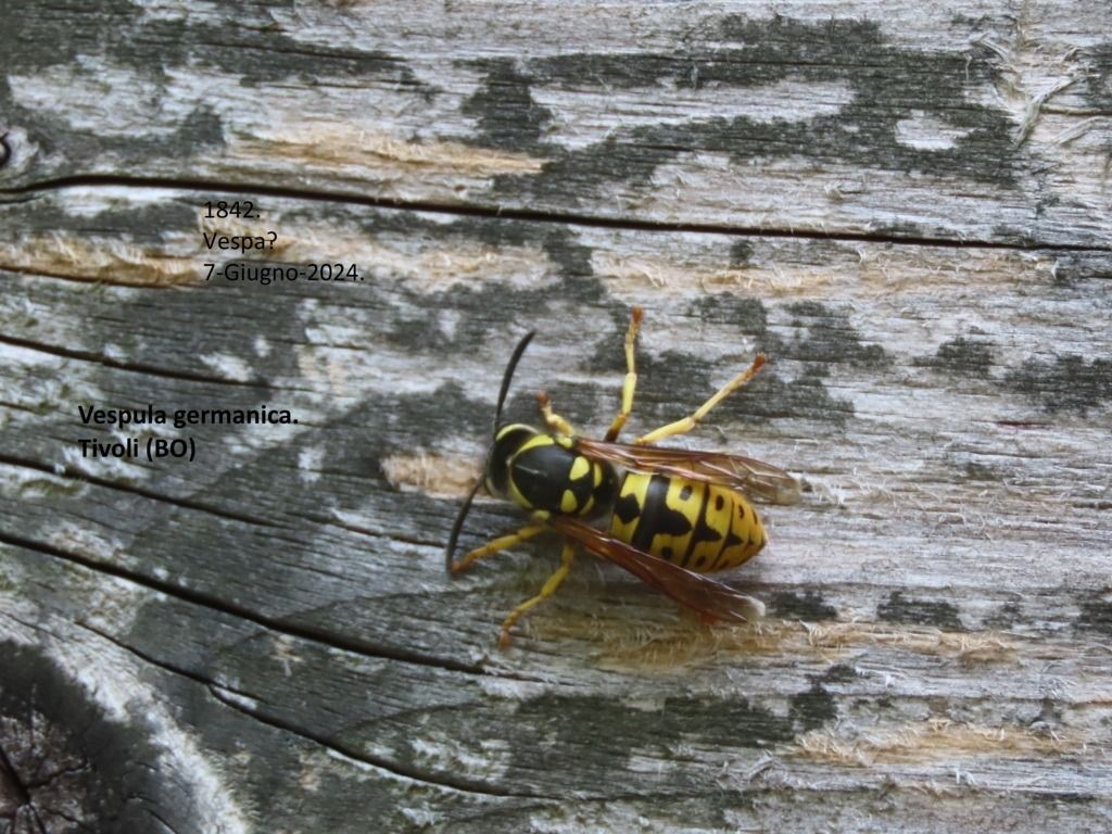 Vespula germanica  - Giorgio Leoni