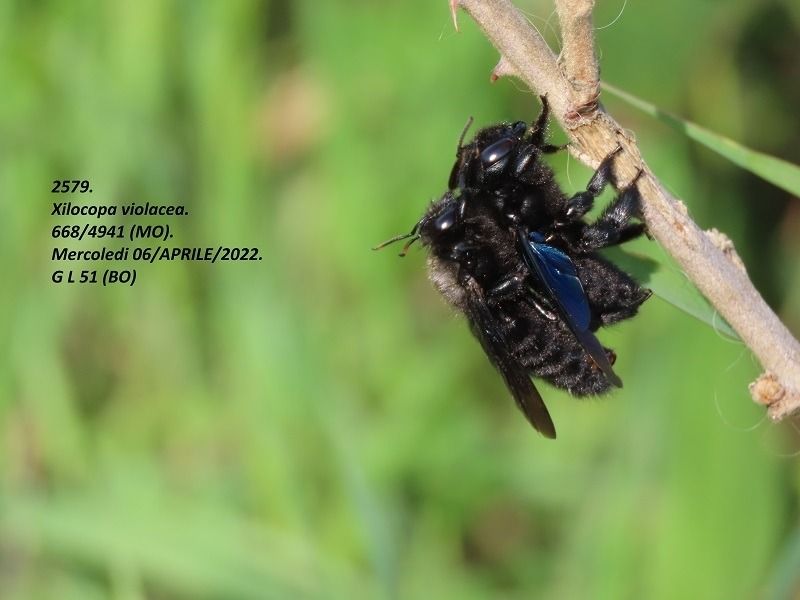 Xylocopa violacea  - Giorgio Leoni