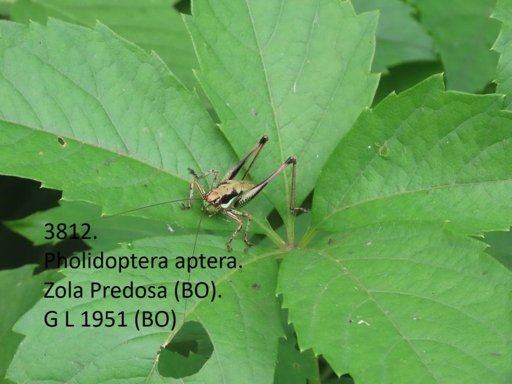 Pholidoptera aptera  - Giorgio Leoni