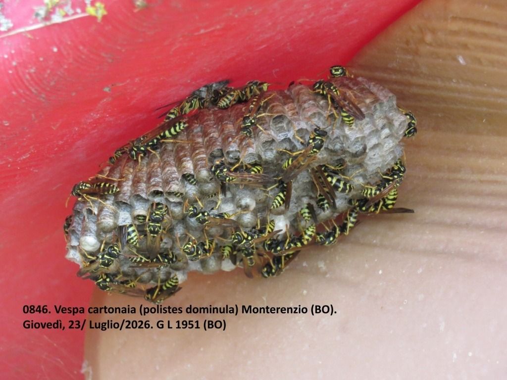 Polistes dominula  - Giorgio Leoni