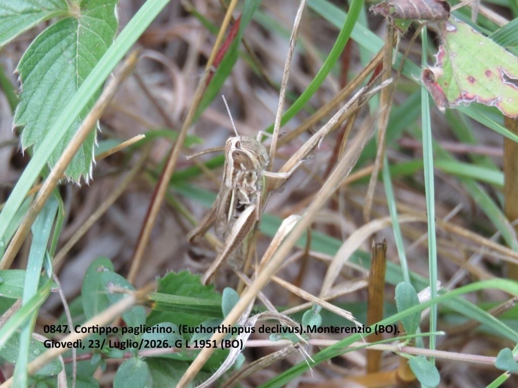 Euchorthippus declivus  - Giorgio Leoni
