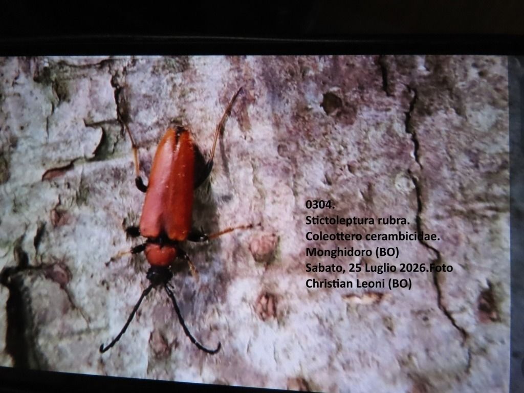 Stictoleptura rubra  - Giorgio Leoni
