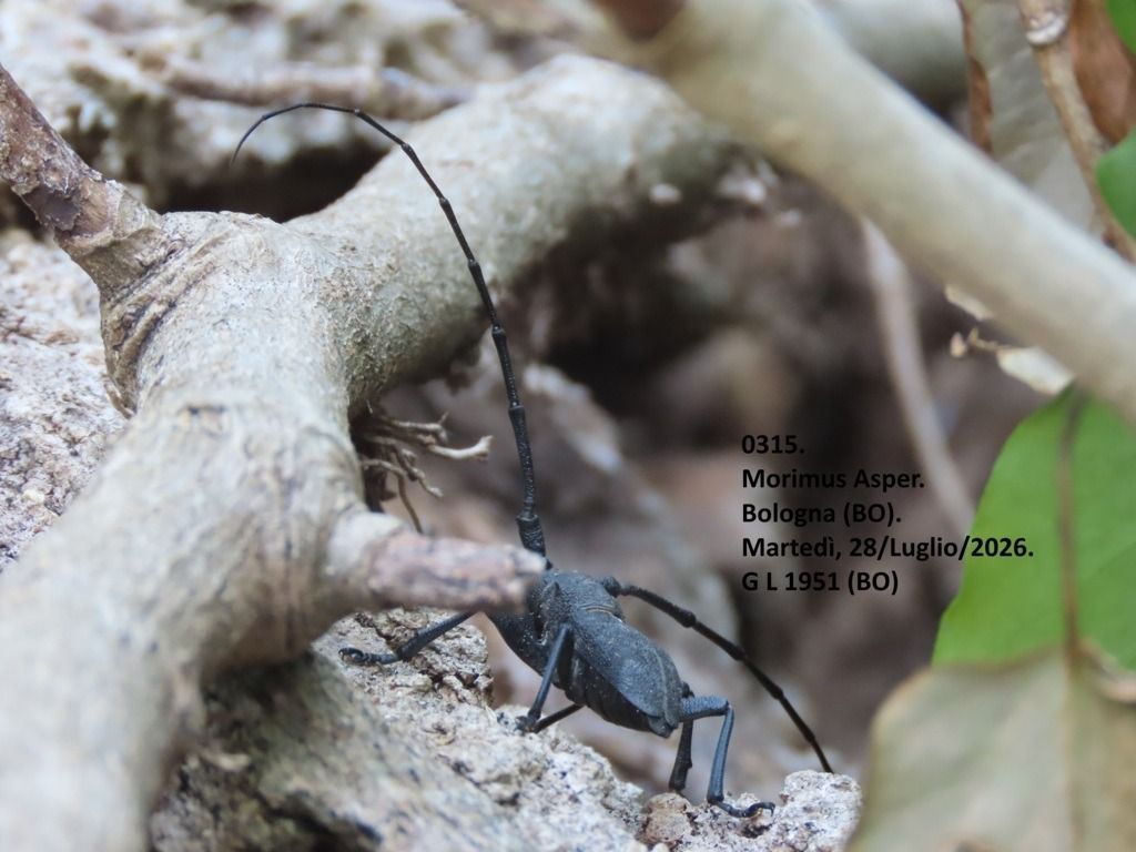 Morimus asper  - Giorgio Leoni