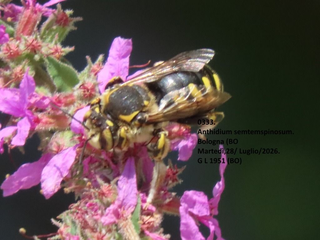 Anthidium sp.  - Giorgio Leoni