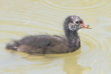 Gallinella d'acqua  - Claudio Bucciarelli