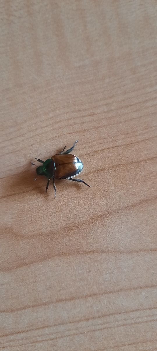 Popillia japonica  - Lucia Pompilio