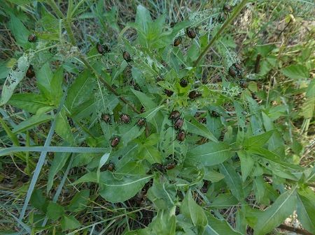 Popillia japonica  - Lucia Pompilio