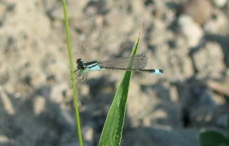 Ischnura elegans  - Fabio Simonazzi