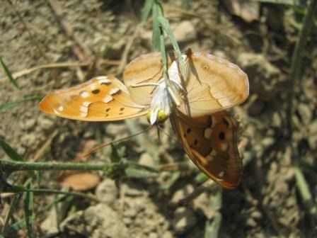 Apatura ilia  - Fabio Simonazzi